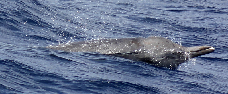 During observations, this lone beaked whale was spotted near a group of orcas, and a chase ensued. (Image: Rebecca Wellard et al., 2016/PLOS One)